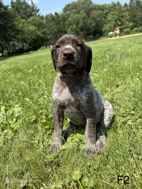 Callie – German Shorthaired Pointer puppy for sale in Good Thunder, MN