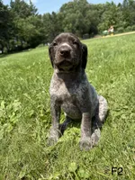 Callie, a female German Shorthaired Pointer for sale in Good Thunder, MN – 1 of 2