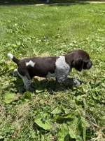 Minnie, a female German Shorthaired Pointer for sale in Good Thunder, MN – 2 of 2