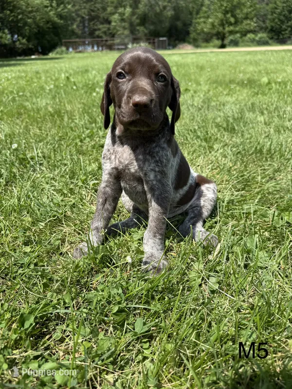 Brad – German Shorthaired Pointer puppy for sale in Good Thunder, MN