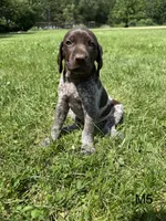 Brad, a male German Shorthaired Pointer for sale in Good Thunder, MN – 1 of 2