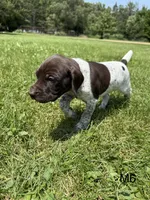 Dillon, a male German Shorthaired Pointer for sale in Good Thunder, MN – 2 of 2
