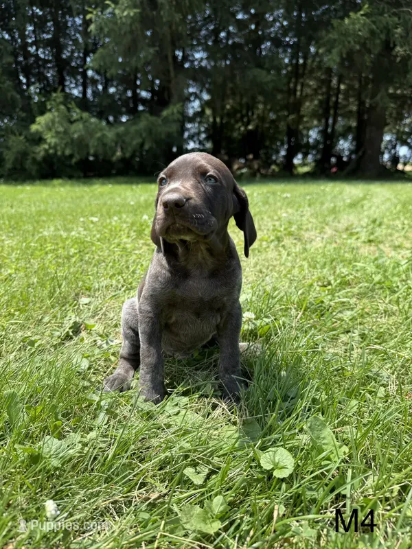 Skyler – German Shorthaired Pointer puppy for sale in Good Thunder, MN