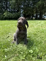 Skyler, a male German Shorthaired Pointer for sale in Good Thunder, MN – 1 of 2