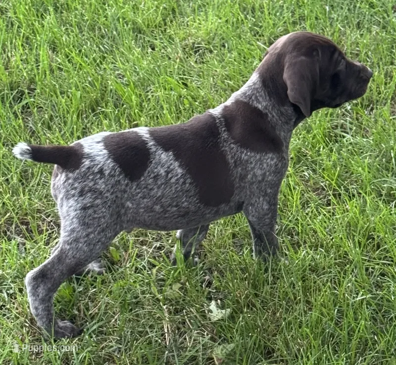 Brad – German Shorthaired Pointer puppy for sale in Good Thunder, MN