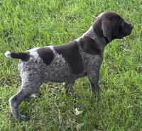Brad, a male German Shorthaired Pointer for sale in Good Thunder, MN – 1 of 3