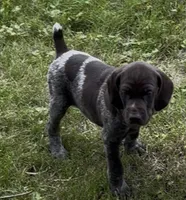 Brad, a male German Shorthaired Pointer for sale in Good Thunder, MN – 2 of 3