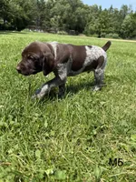 Brad, a male German Shorthaired Pointer for sale in Good Thunder, MN – 2 of 2