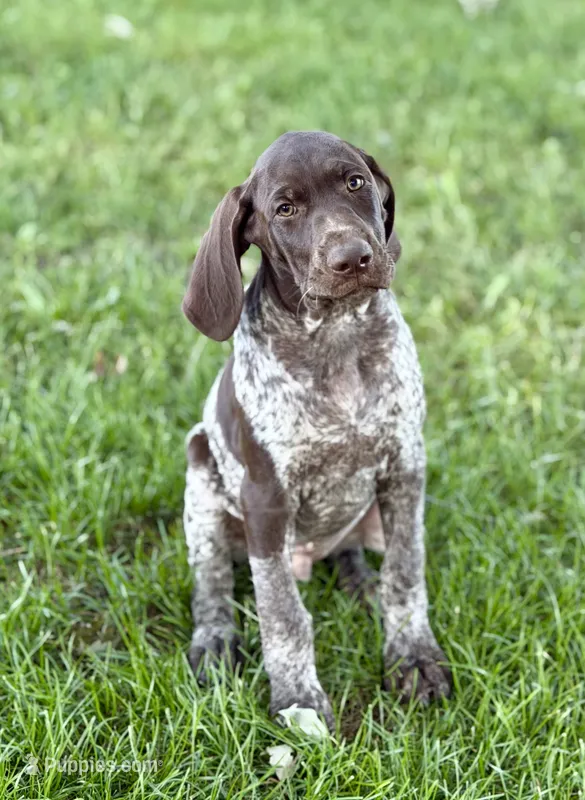 Harvey – German Shorthaired Pointer puppy for sale in Good Thunder, MN