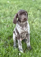 Harvey, a male German Shorthaired Pointer for sale in Good Thunder, MN – 1 of 4