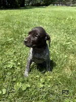 Sandy, a female German Shorthaired Pointer for sale in Good Thunder, MN – 1 of 2