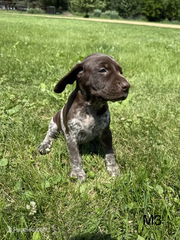 Louie – German Shorthaired Pointer puppy for sale in Good Thunder, MN