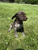 Louie, a male German Shorthaired Pointer for sale in Good Thunder, MN – 1 of 2