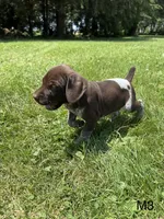 Louie, a male German Shorthaired Pointer for sale in Good Thunder, MN – 2 of 2