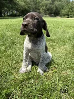 Dillon, a male German Shorthaired Pointer for sale in Good Thunder, MN – 1 of 2