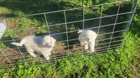 Lexi, a female Great Pyrenees for sale in Wadena, MN – 2 of 5