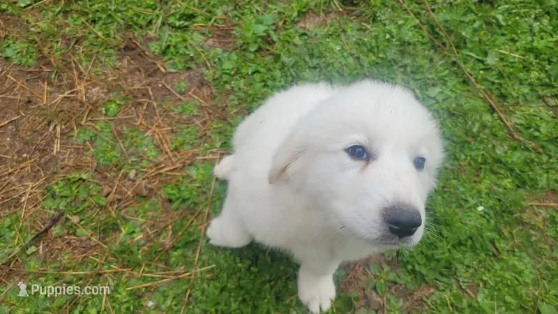 Lexi – Great Pyrenees puppy for sale in Wadena, MN