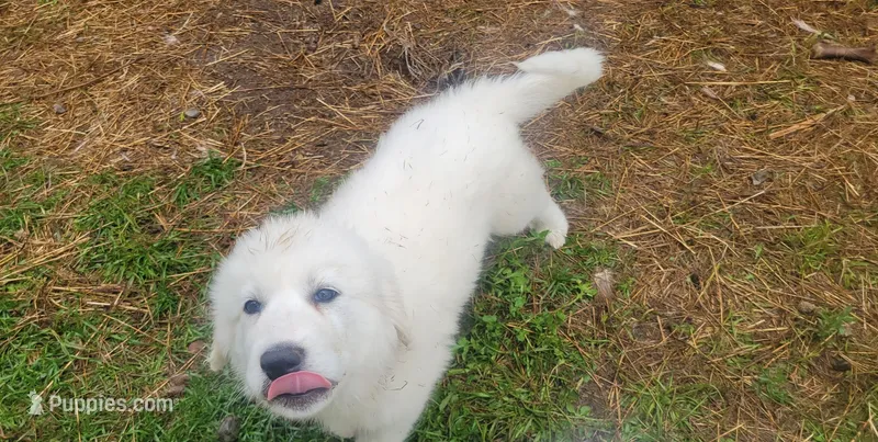 Luke – Great Pyrenees puppy for sale in Wadena, MN