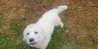Luke, a male Great Pyrenees for sale in Wadena, MN – 1 of 5