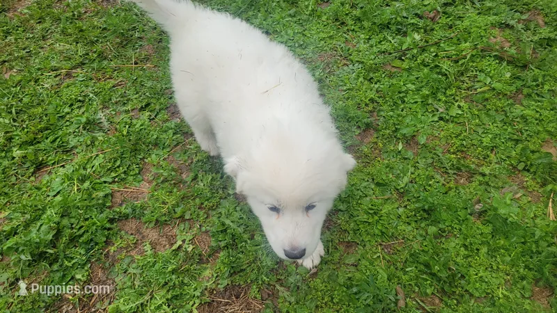 Lilly – Great Pyrenees puppy for sale in Wadena, MN