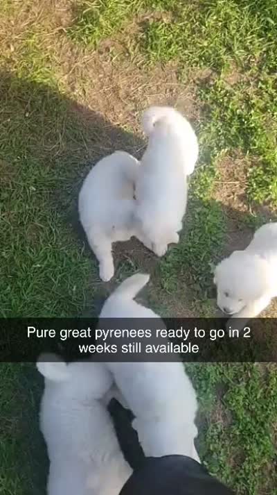 Lilly, a female Great Pyrenees for sale in Wadena, MN – 5 of 5
