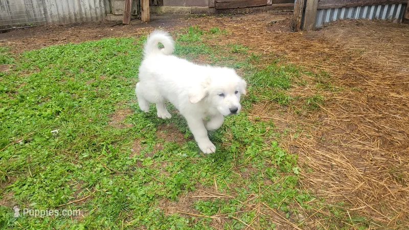 Lola – Great Pyrenees puppy for sale in Wadena, MN