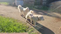 Lola, a female Great Pyrenees for sale in Wadena, MN – 3 of 5