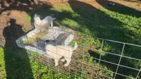 Lola, a female Great Pyrenees for sale in Wadena, MN – 2 of 5