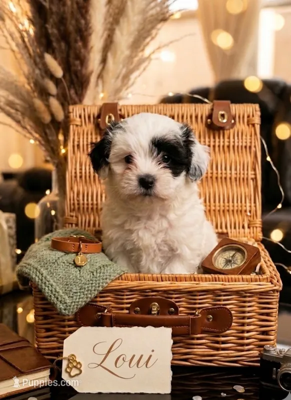 Loui – Maltipoo puppy for sale in Paterson, NJ