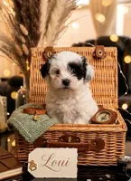Loui, a male Maltipoo for sale in Paterson, NJ – 1 of 1