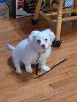Diamond, a male Maltipoo for sale in Paterson, NJ – 3 of 4