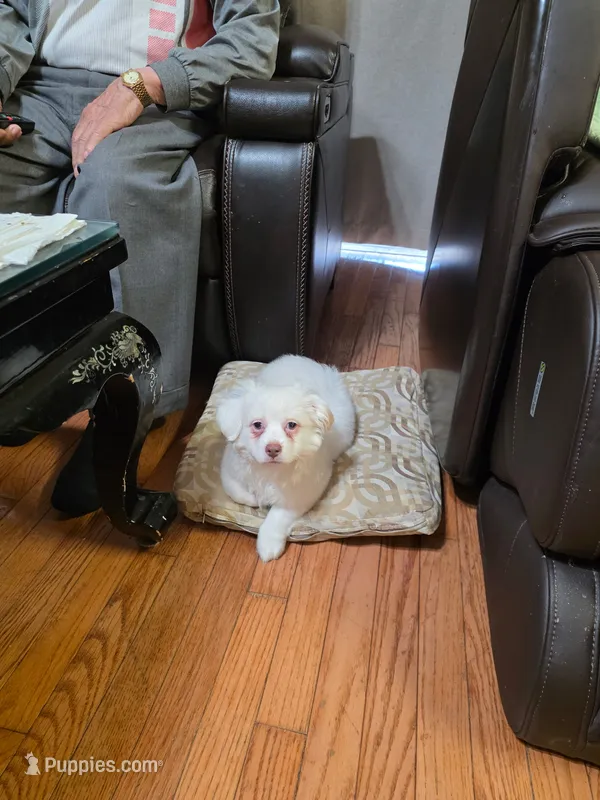 Diamond – Maltipoo puppy for sale in Paterson, NJ