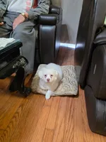 Diamond, a male Maltipoo for sale in Paterson, NJ – 4 of 4