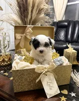 Lulu, a female Maltipoo for sale in Paterson, NJ – 1 of 1