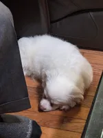 Diamond, a male Maltipoo for sale in Paterson, NJ – 2 of 4