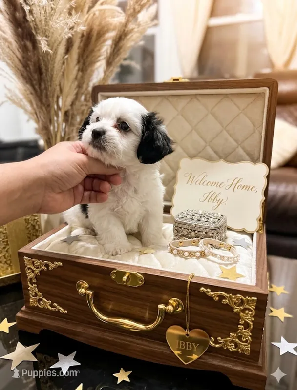 Ibby – Maltipoo puppy for sale in Paterson, NJ