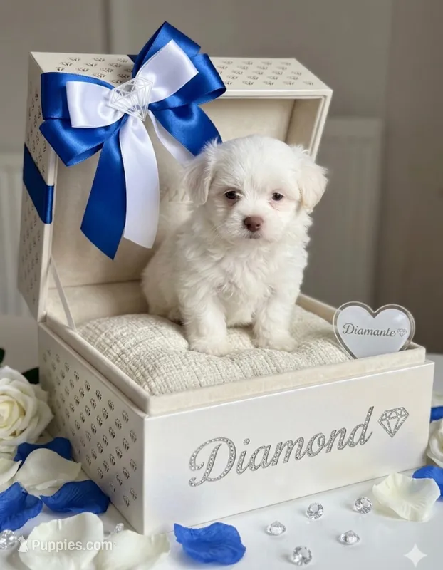 Diamond – Maltipoo puppy for sale in Paterson, NJ