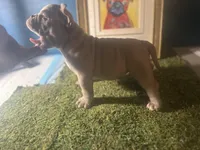 Cookie 🍪 , a female American Bully for sale in Boston, MA – Photo 2 of 5
