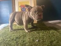 Cookie 🍪 , a female American Bully for sale in Boston, MA – Photo 3 of 5