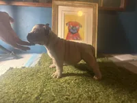 Cookie 🍪 , a female American Bully for sale in Boston, MA – Photo 5 of 5