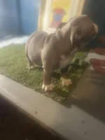 French Tips , a female American Bully for sale in Boston, MA – Photo 4 of 6