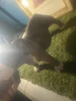 French Tips , a female American Bully for sale in Boston, MA – Photo 5 of 6