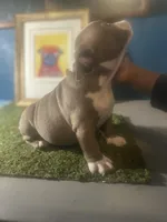 French Tips , a female American Bully for sale in Boston, MA – Photo 3 of 6