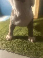 French Tips , a female American Bully for sale in Boston, MA – Photo 6 of 6