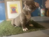 French Tips , a female American Bully for sale in Boston, MA – Photo 1 of 6