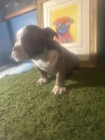 French Tips , a female American Bully for sale in Boston, MA – Photo 2 of 6