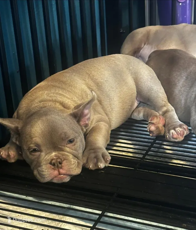 Cookie 🍪  – American Bully puppy on hold in Boston, MA