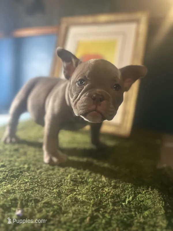 Cookie 🍪 , a female American Bully for sale in Boston, MA – Photo 1 of 5