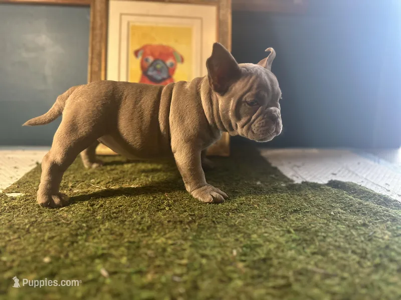 Cookie 🍪  – American Bully puppy for sale in Boston, MA