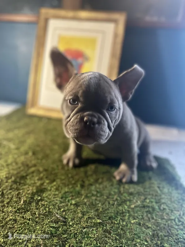 Cookie 🍪  – American Bully puppy for sale in Boston, MA